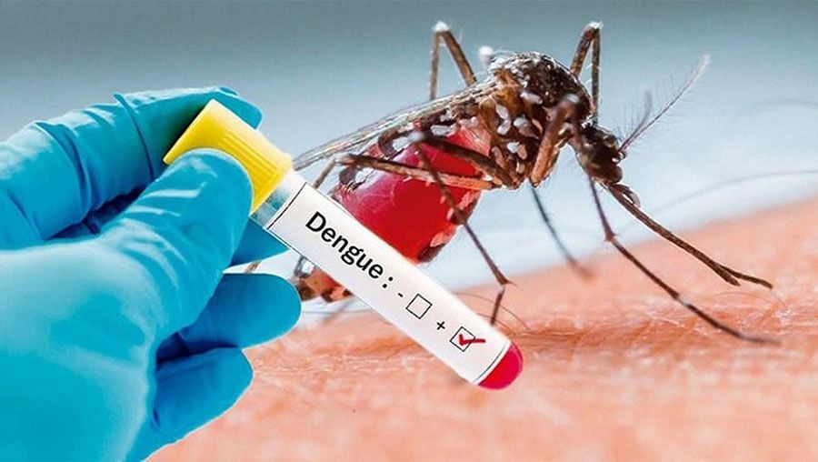 One dengue patient dies, 101 hospitalised in 24 hrs